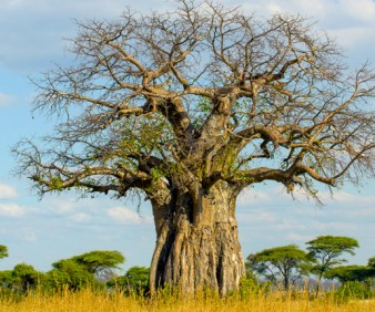Tanzania fauna and Flora tours